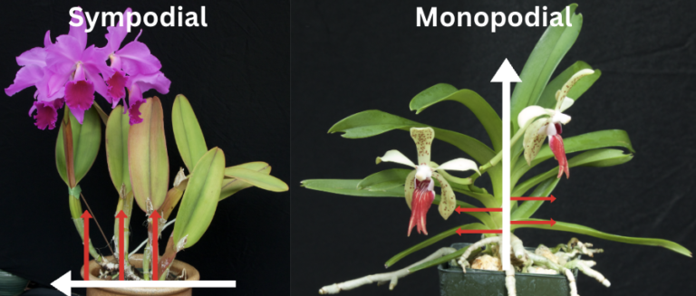 Orchid Coevolution Example About Orchids – San Diego County Orchid Society