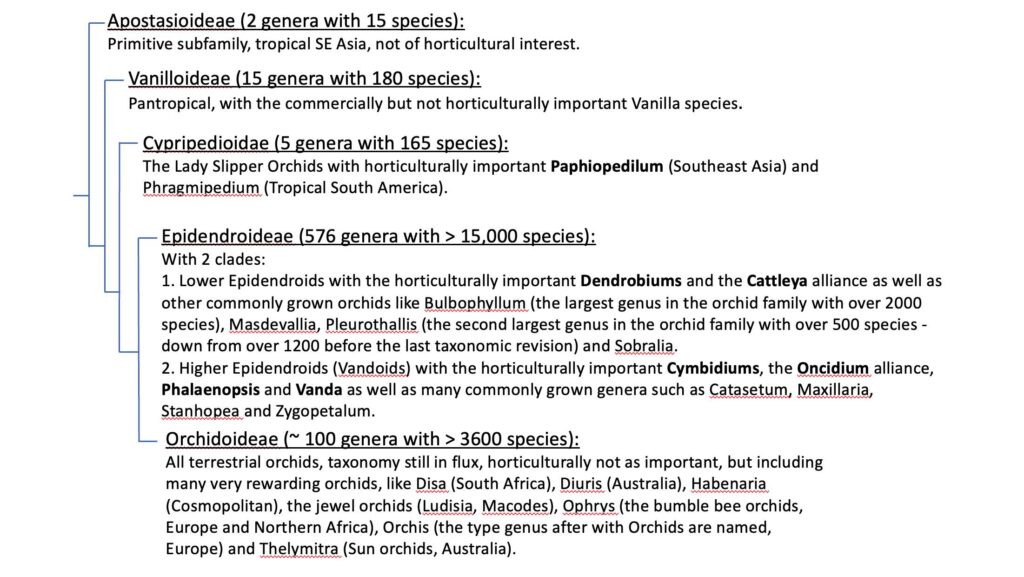 Decoding Orchids Genes And The Astonishing Variety Of Shapes - xwxpfw6